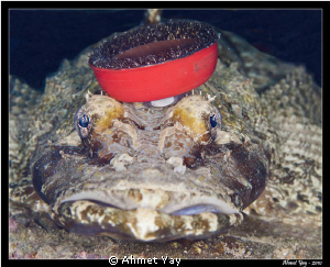 Crocodile fish...:) What is on the top of its head? 
Tak... by Ahmet Yay 